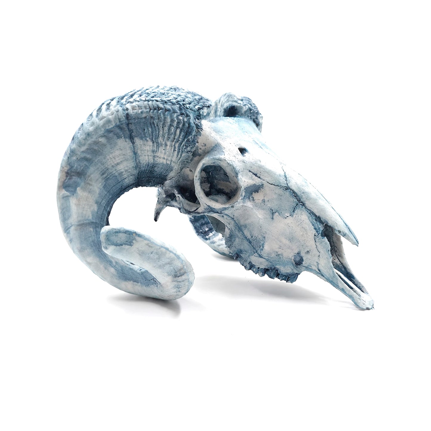 Cráneo Decorativo Bighorn Sheep