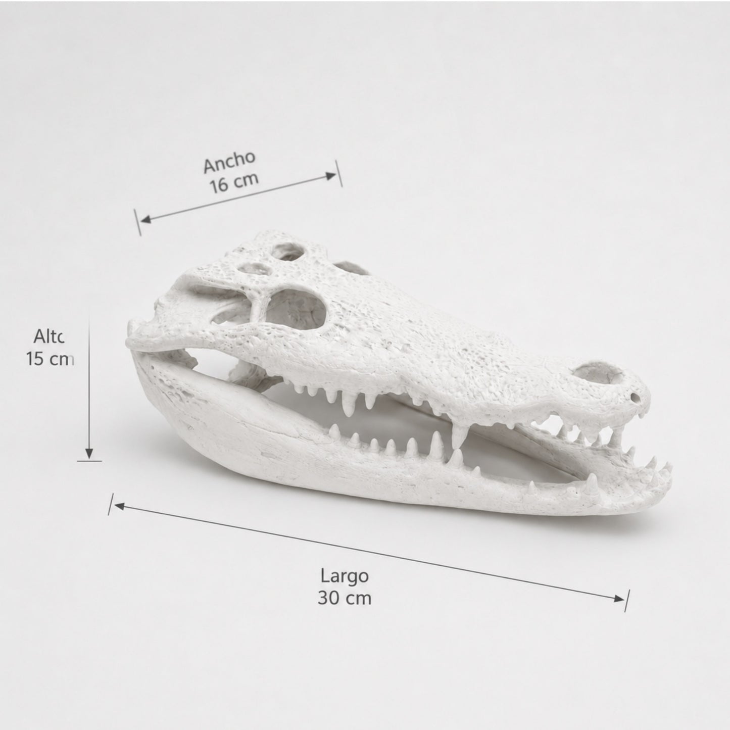 Cráneo Decorativo Crocodrile