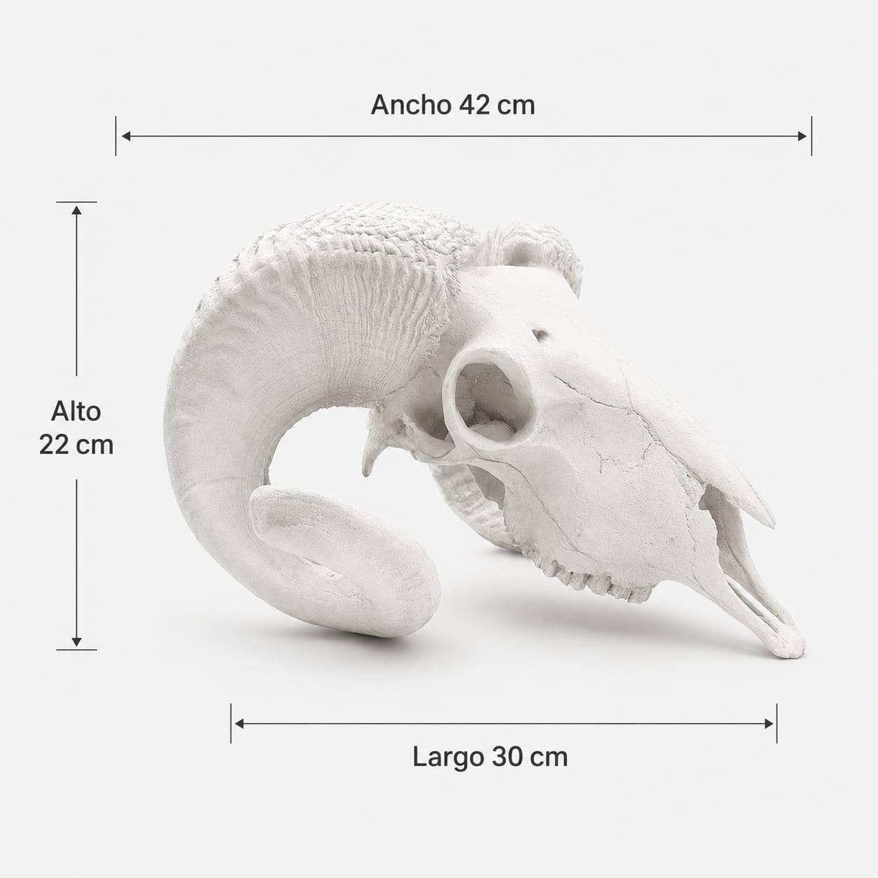 Cráneo Decorativo Bighorn Sheep