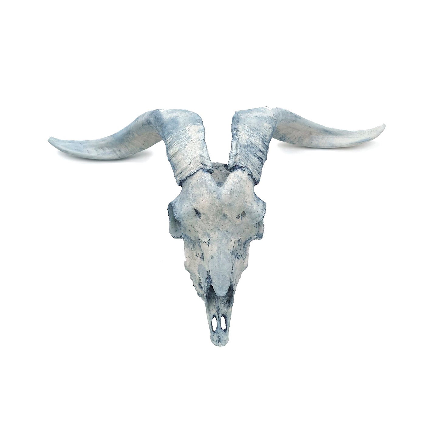 Cráneo Decorativo Goat