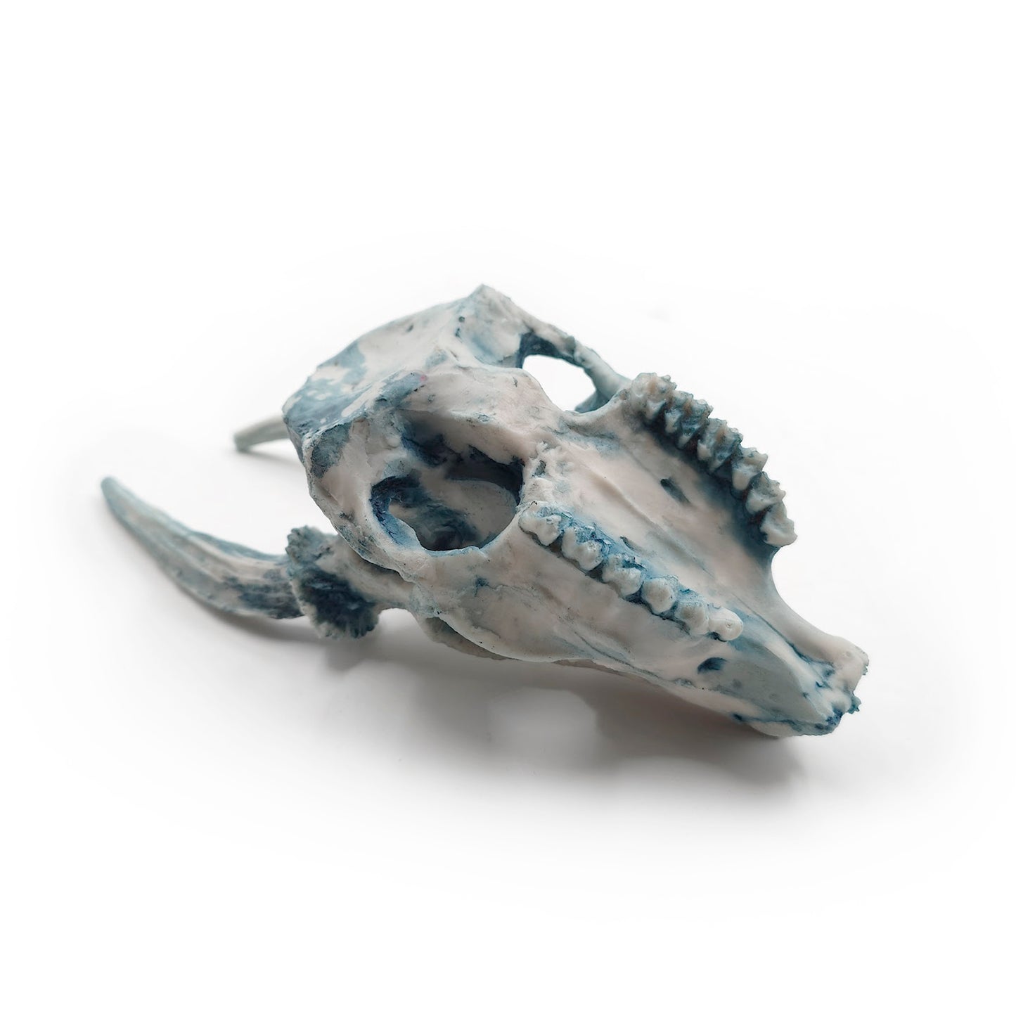 Cráneo Decorativo Deer