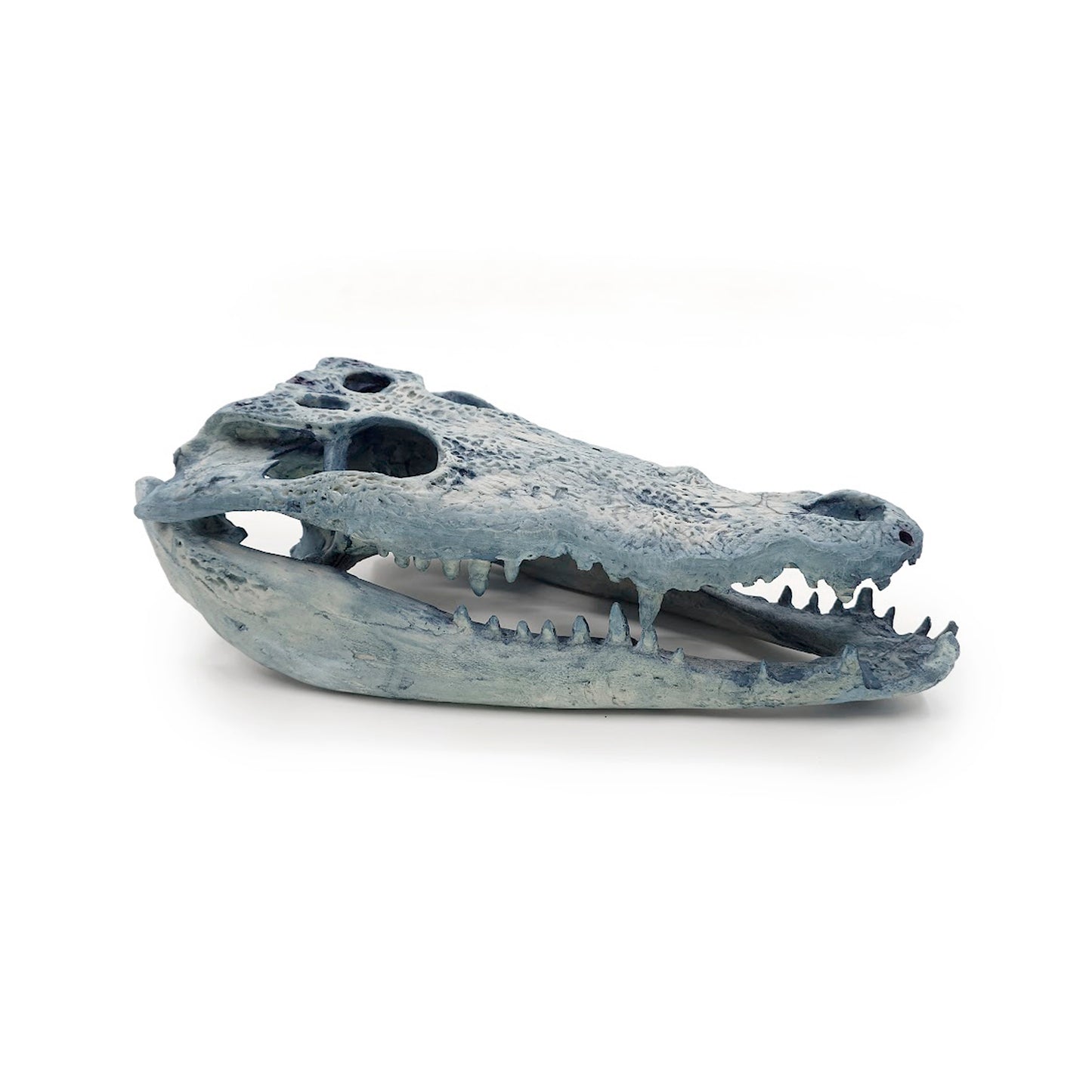 Cráneo Decorativo Crocodrile