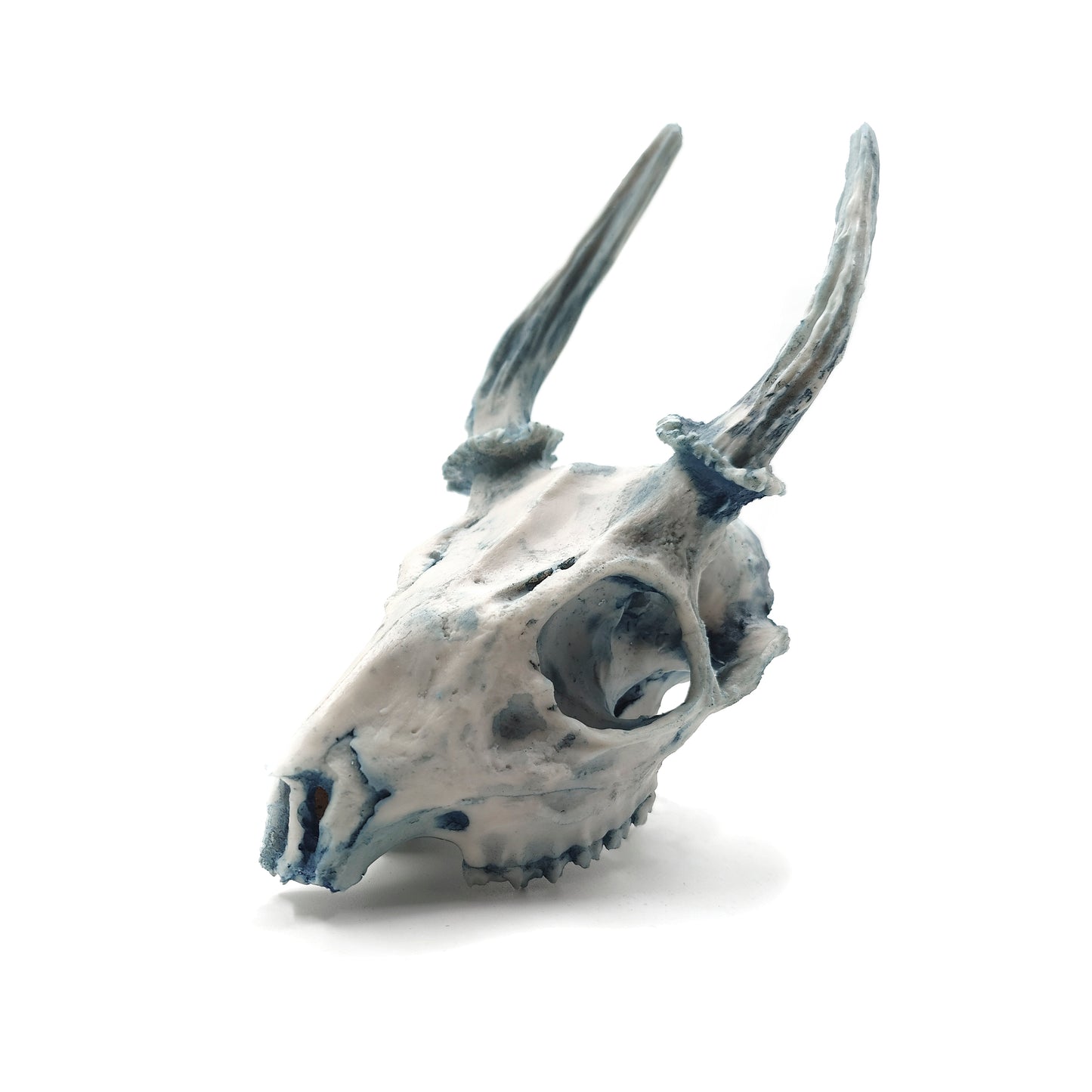 Cráneo Decorativo Deer